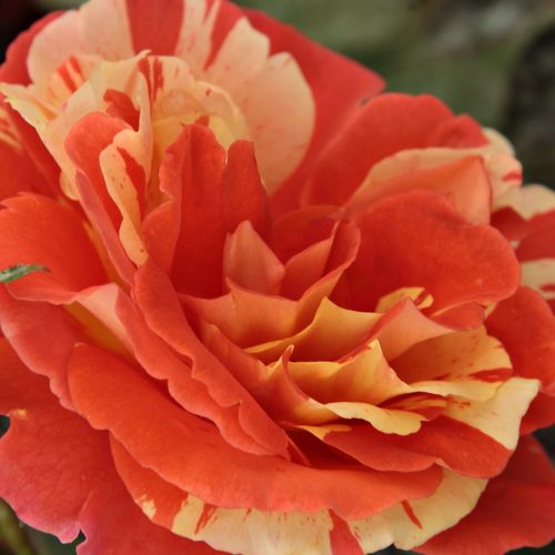 Online rózsa webáruház - virágágyi floribunda rózsa - sárga - narancssárga - Rosa Papagena™ - enyhén illatos rózsa - Samuel Darragh McGredy IV. - Feltűnő megjelenésű, élénk sárga és narancs csíkos fajta.